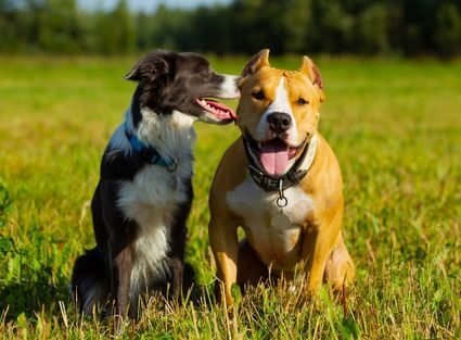 Reproduction 2 dogs in a pasture