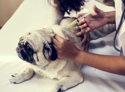 Vaccinations Total Loving Care Veterinary Services Vaccinations Total Loving Care Veterinary Services