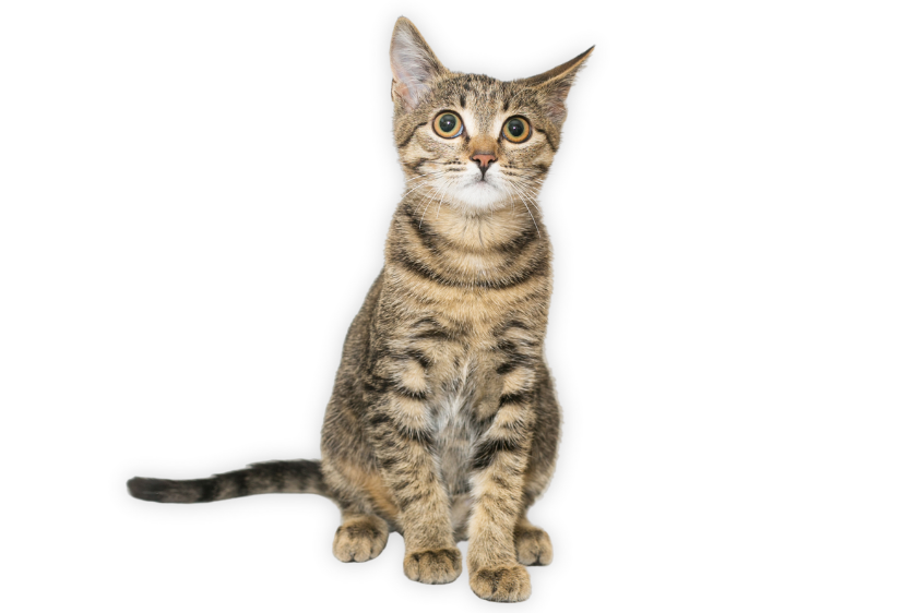 Untitled design (27)