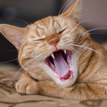 Cat Yawning