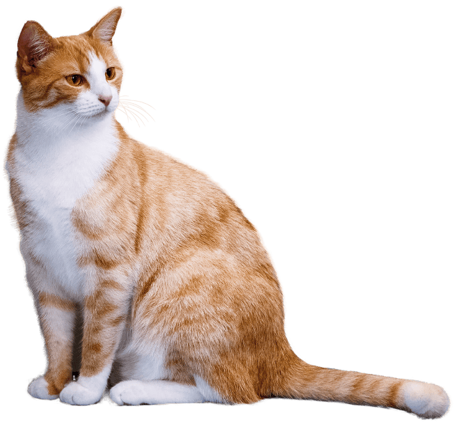 Untitled (494 x 643 px) (2)