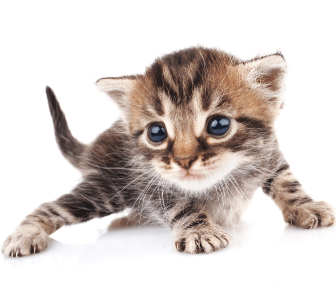 Untitled (494 x 643 px) (3)