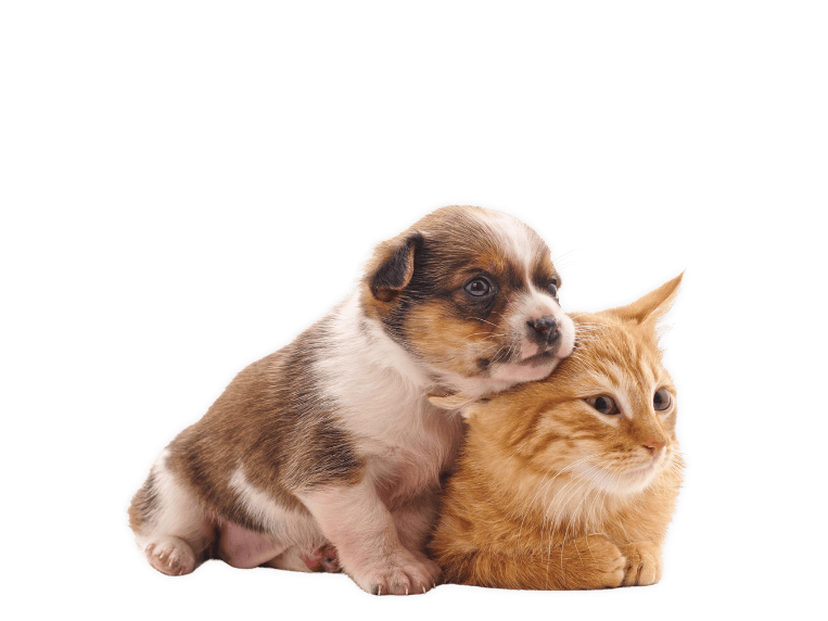 Untitled design (77)