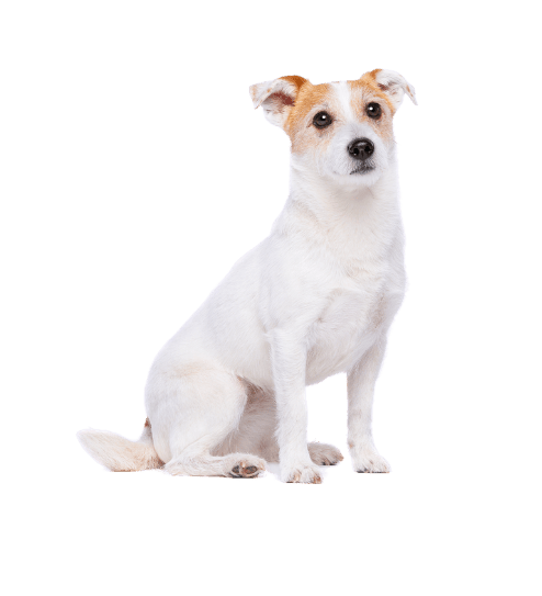 Untitled (494 x 543 px)