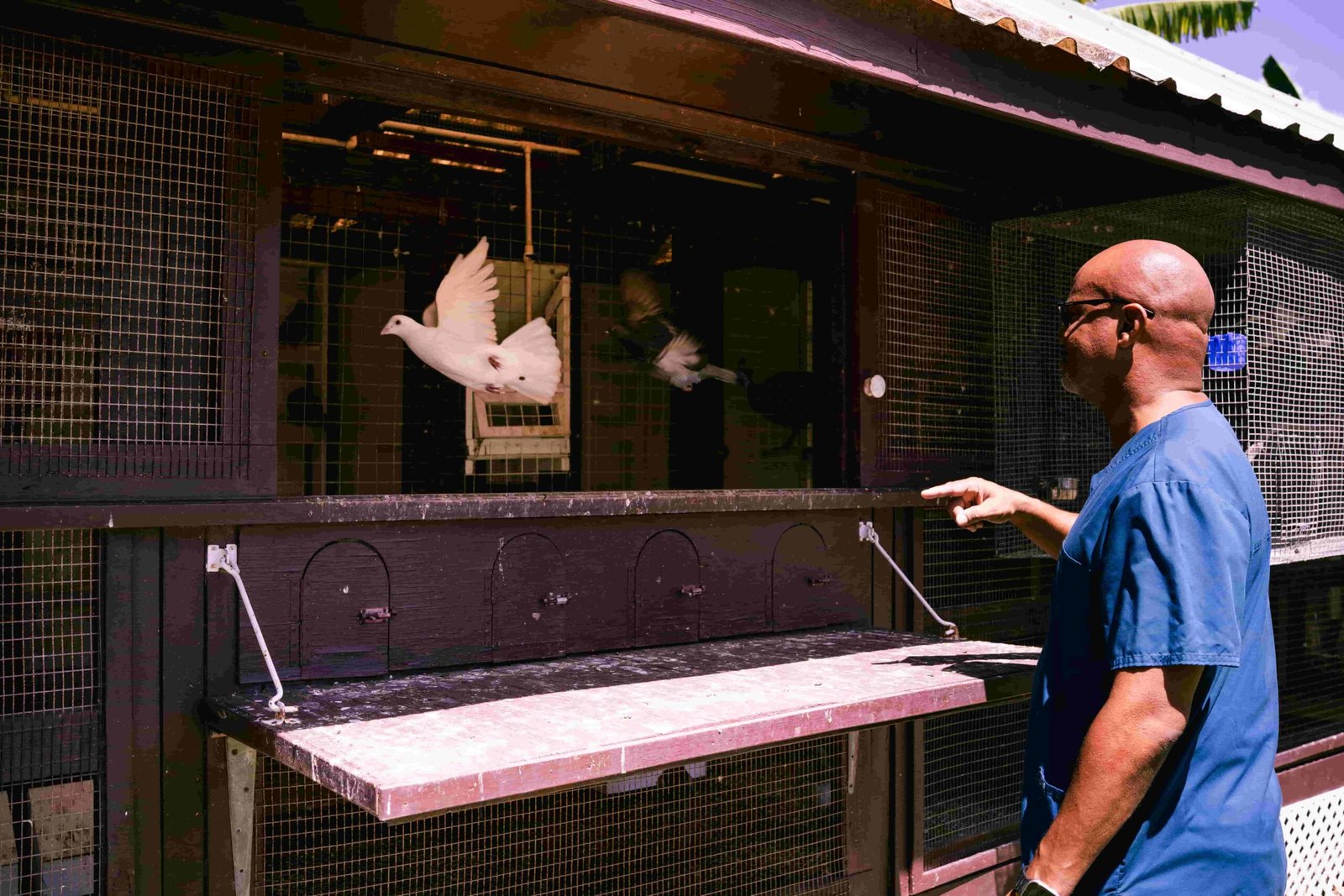 Dr. Walton with his racing pigeons at Total Loving Care Veterinary Services